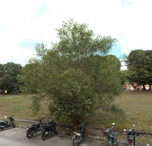 tree photo