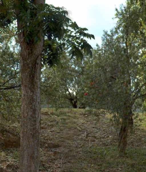 tree photo