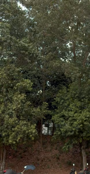 tree photo