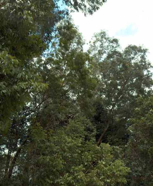tree photo