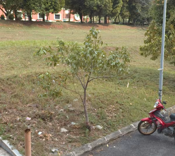 tree photo