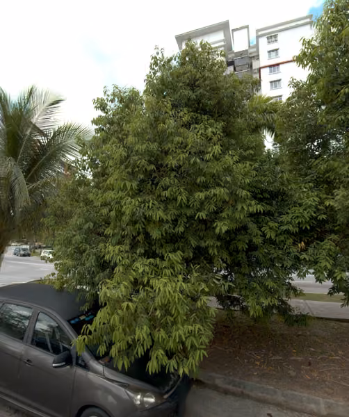 tree photo