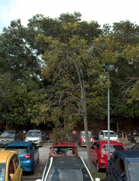 tree photo