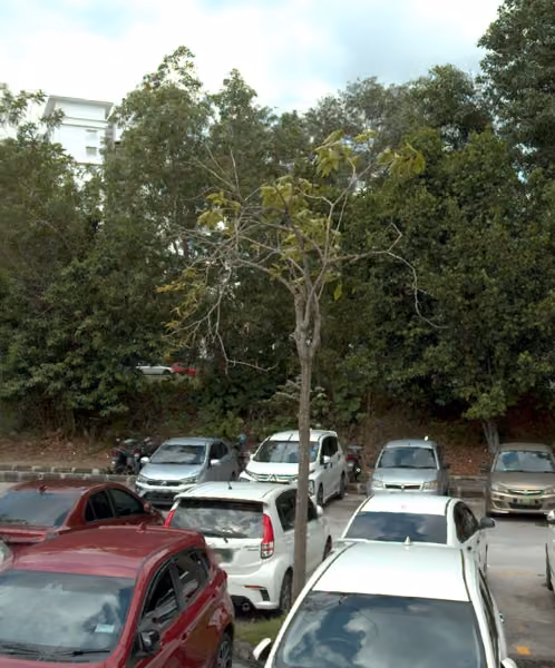 tree photo