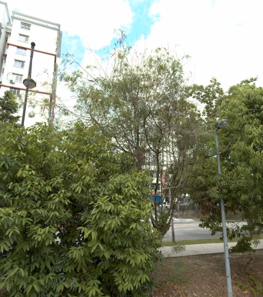 tree photo