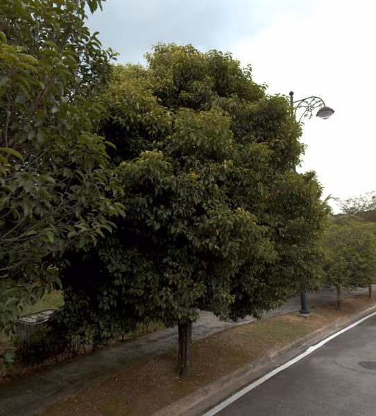tree photo