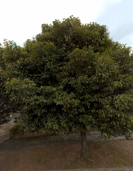 tree photo