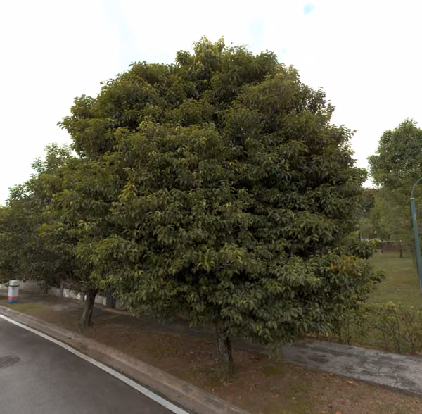 tree photo