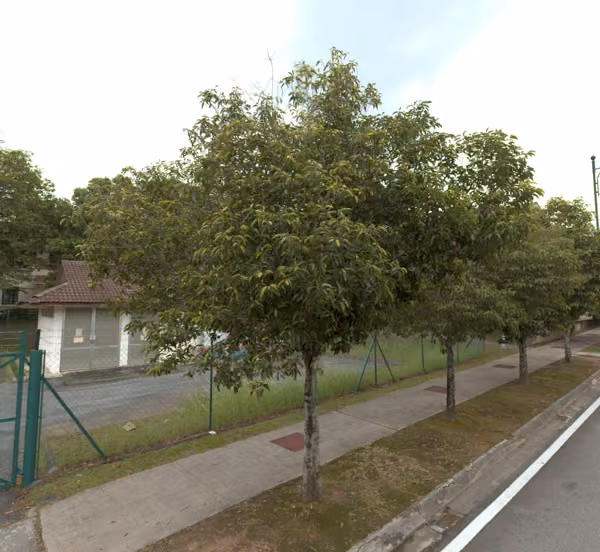 tree photo