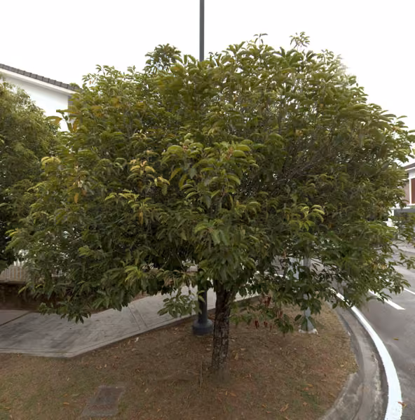 tree photo