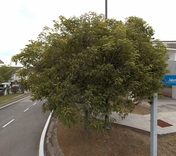 tree photo
