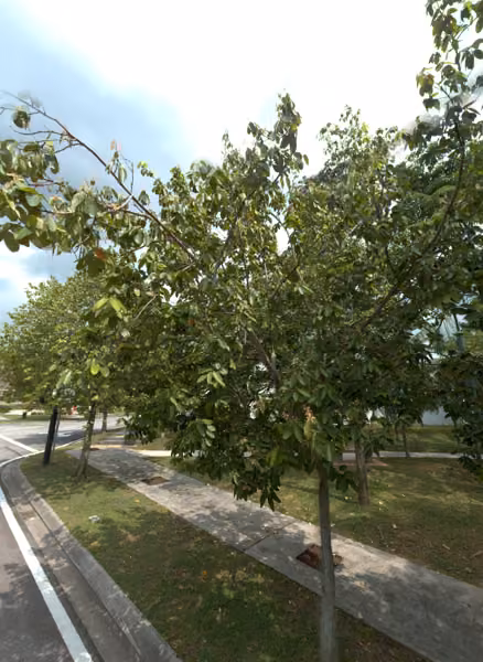 tree photo