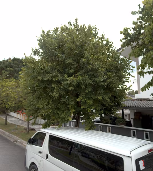 tree photo