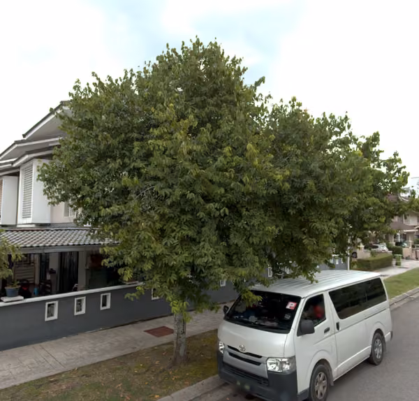 tree photo
