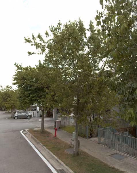 tree photo