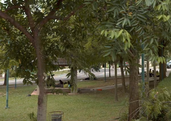 tree photo