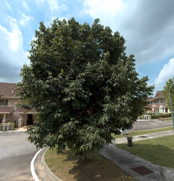 tree photo