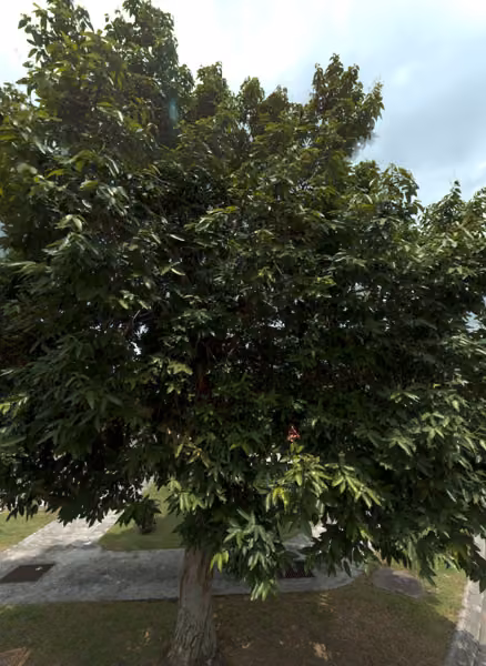 tree photo