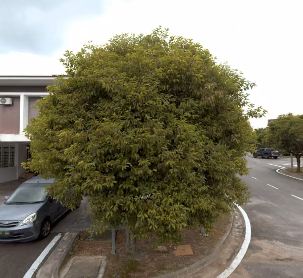 tree photo