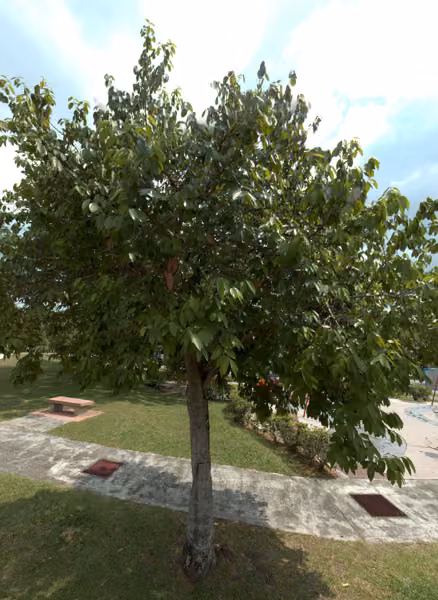 tree photo