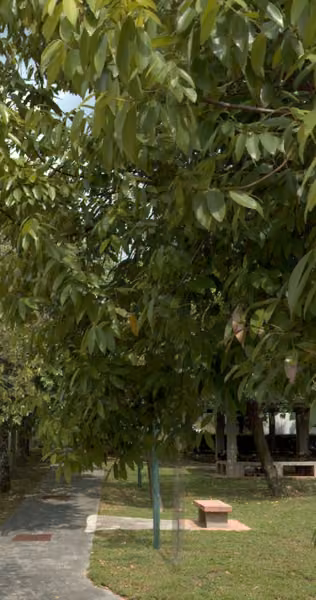 tree photo