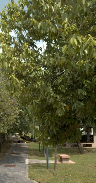 tree photo
