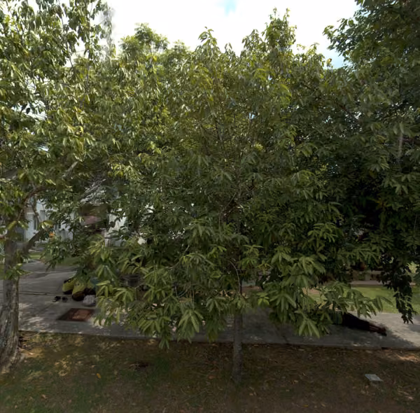 tree photo