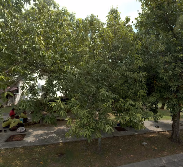 tree photo