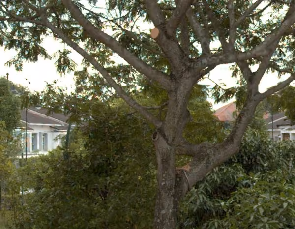 tree photo