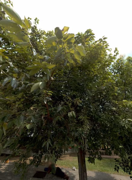 tree photo