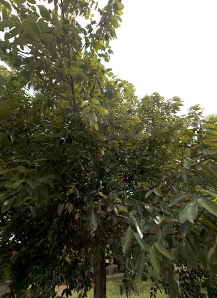 tree photo