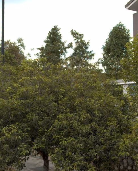 tree photo