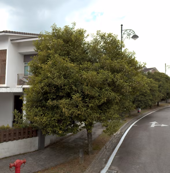 tree photo