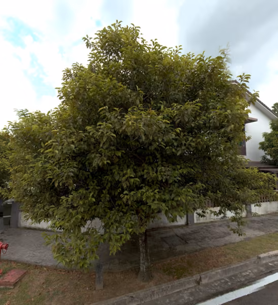 tree photo