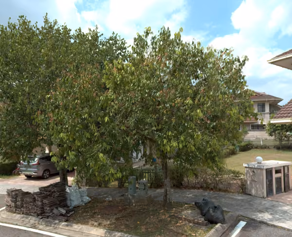 tree photo
