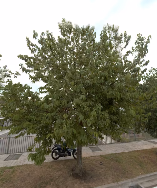 tree photo