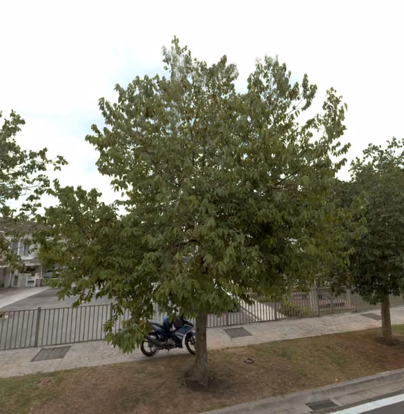 tree photo