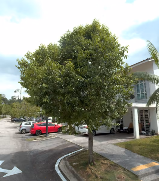 tree photo