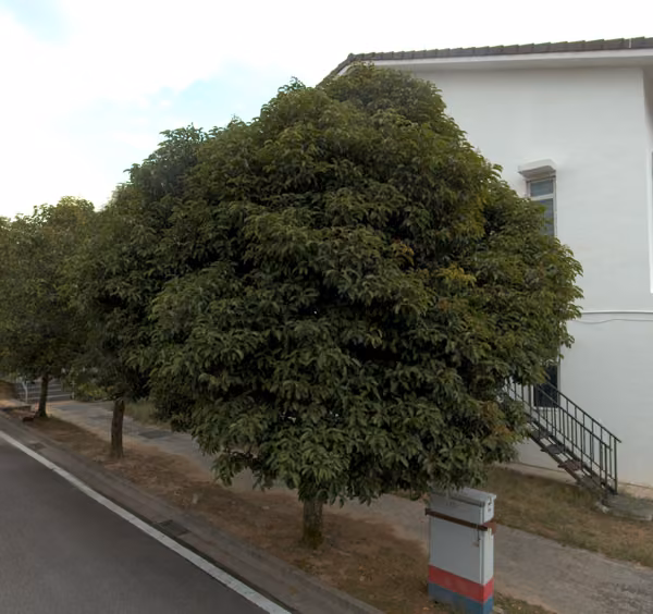 tree photo