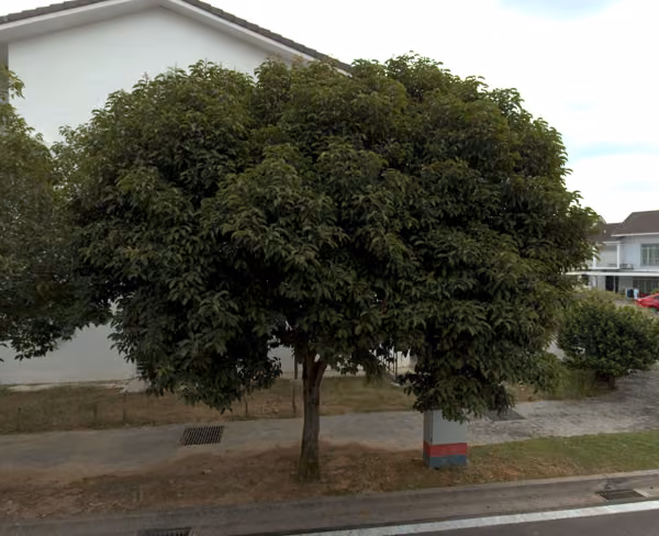 tree photo
