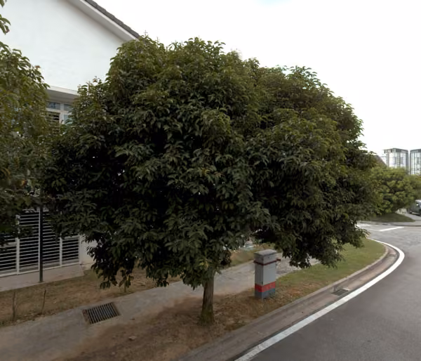 tree photo