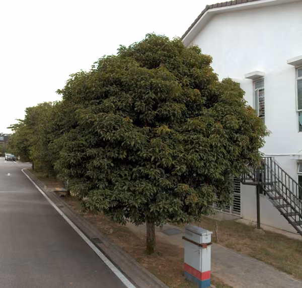 tree photo