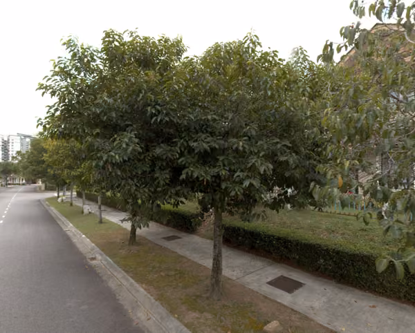 tree photo