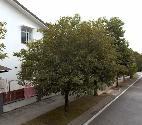 tree photo