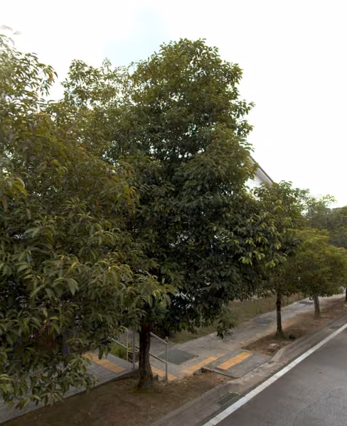 tree photo