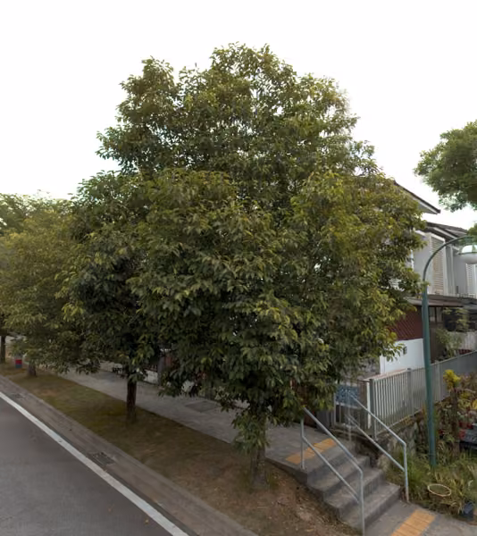 tree photo