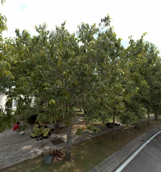 tree photo