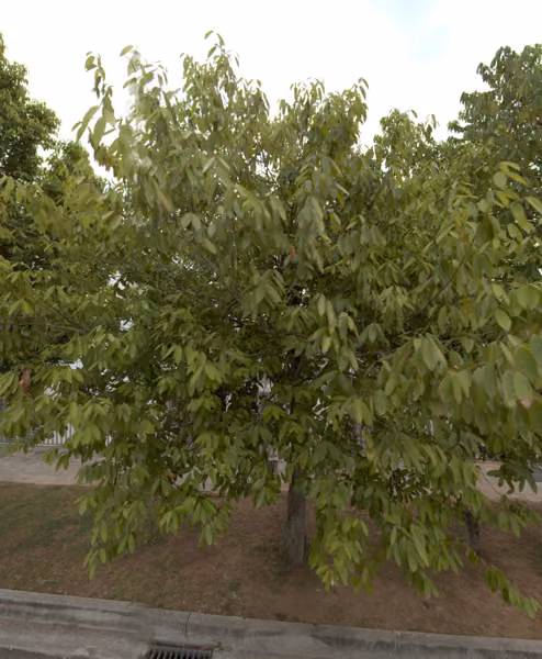 tree photo