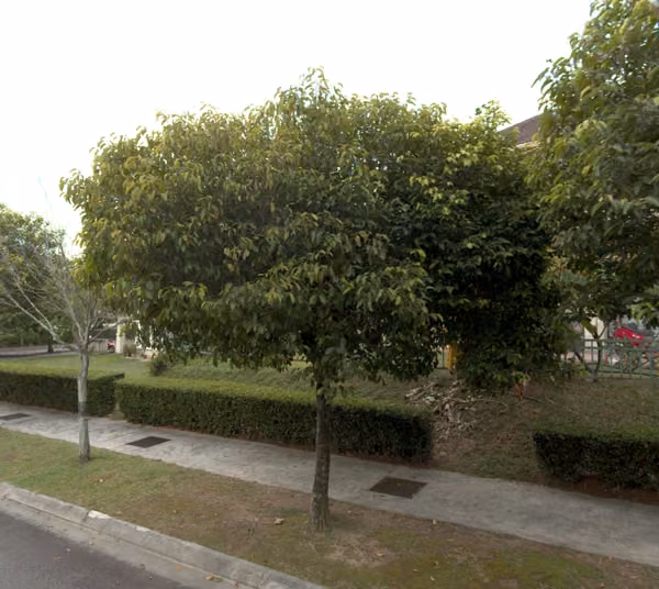 tree photo