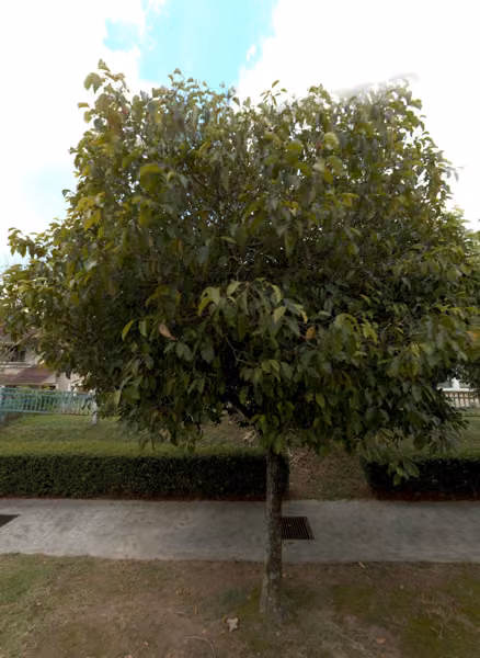 tree photo